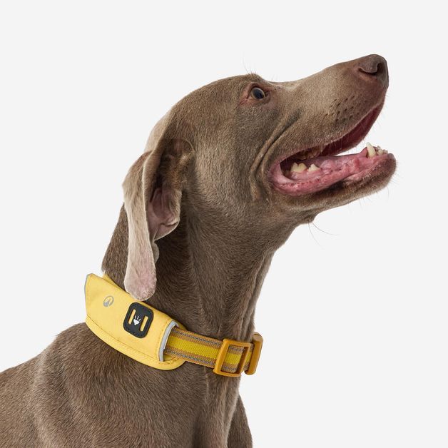 Dog collar outdoor 500 terracotta, l Amarela G