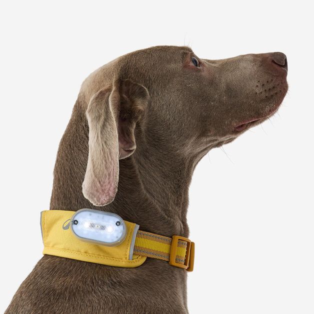 Dog collar outdoor 500 terracotta, l Amarela G