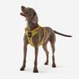 Outdoor terracotta dog harness 500, m Amarela G
