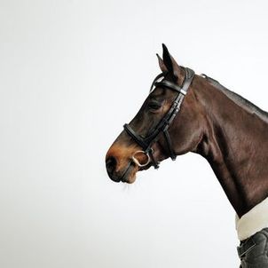 Cabeçada de Hipismo 900 - Cavalo