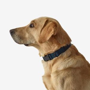 COLEIRA PARA CÃO 100 ECO