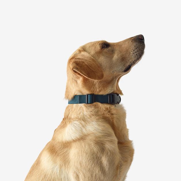 Blue dog collar 100 eco, l Azul G