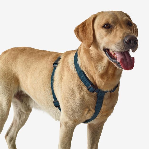 Blue dog harness, l Azul G
