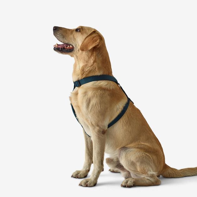 Blue dog harness, l Azul G