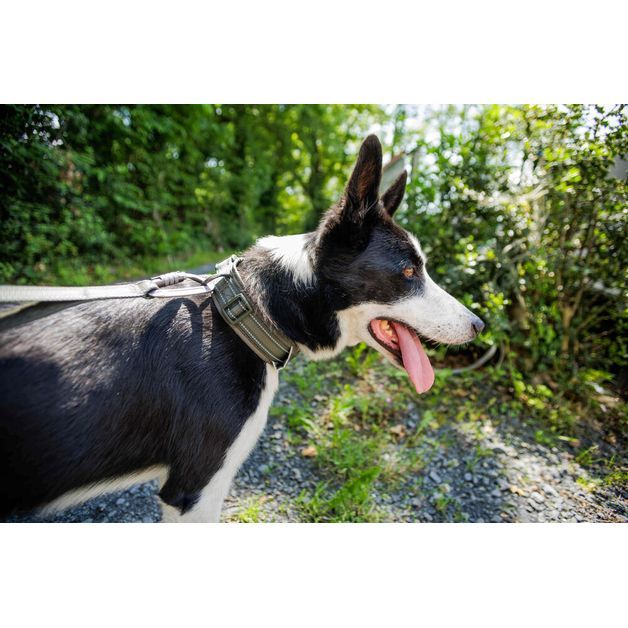 Dog collar outdoor 500 terracotta, l Verde G