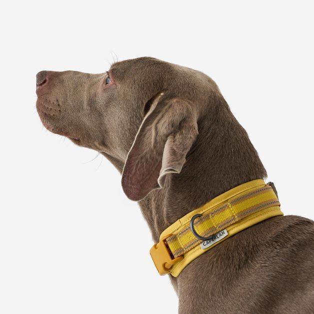 Dog collar outdoor 500 terracotta, l Amarela G
