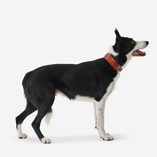 Dog collar outdoor 500 terracotta, l Terracotta G