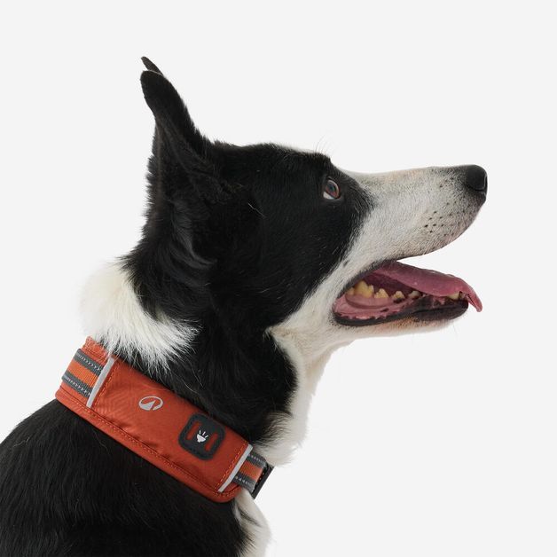 Dog collar outdoor 500 terracotta, l Terracotta G