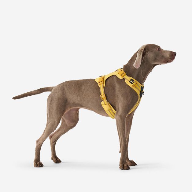 Outdoor terracotta dog harness 500, m Amarela G