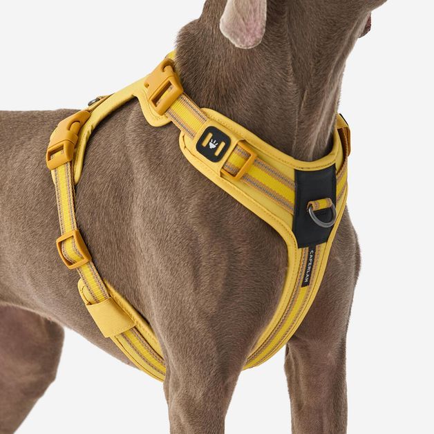 Outdoor terracotta dog harness 500, m Amarela G