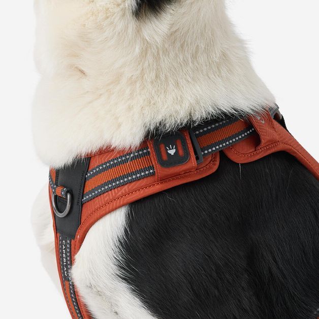 Outdoor terracotta dog harness 500, m Terracotta M