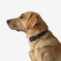 Blue dog collar 100 eco, l Azul G